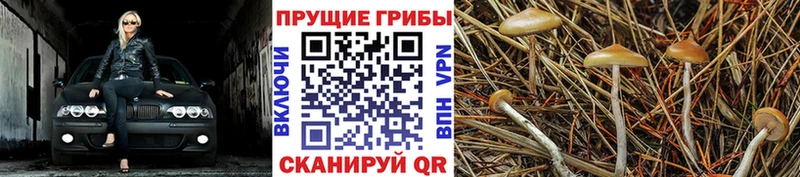 цены Петушки Галлюциногенные грибы Psilocybine cubensis